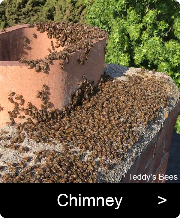 Picture of a bee removal from the top of a chimney. nav link image
