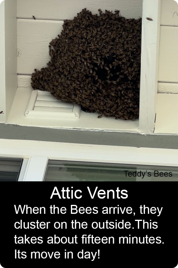 Picture of bees getting into the eave of a home. nav link image