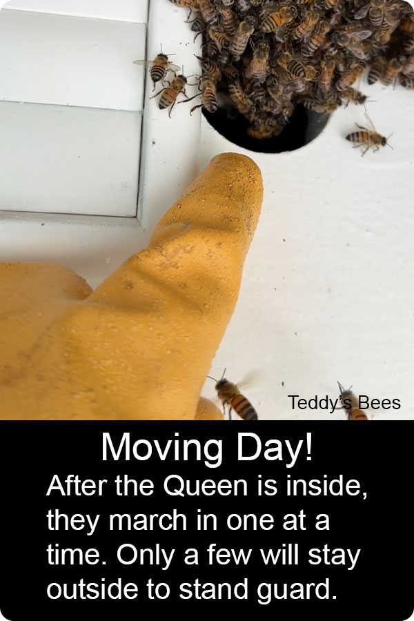 Picture of a bee swarm entering the eave of a home. nav link image