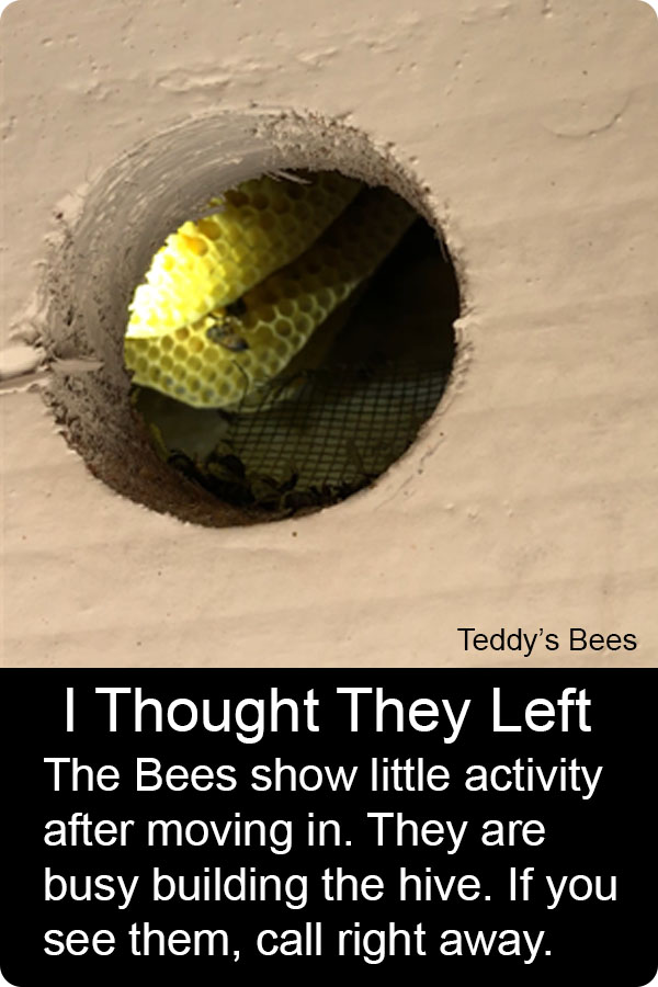 Picture of a teddys Bee removal technician removing a hive from a froof. nav link image