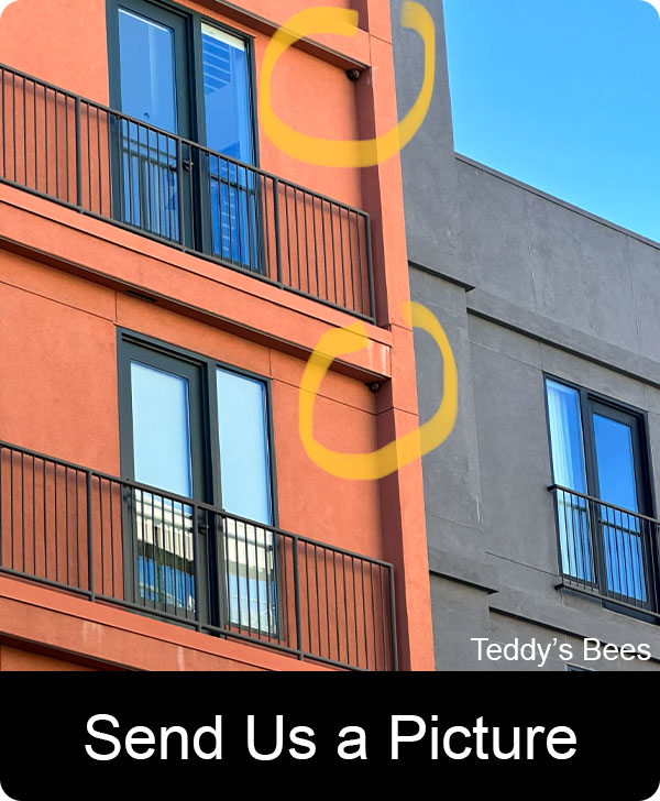Picture of a teddys Bee removal worker taking photos of a bee hive on the outside of a building. nav link image