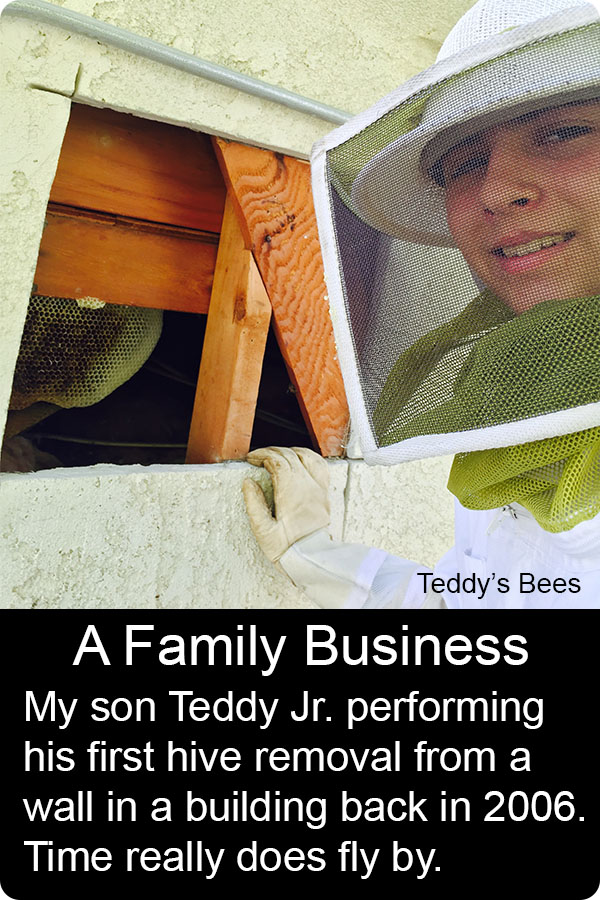Picture of Teddy junior performing his first bee removal from a wall way back in 2006. time really does fly. nav image