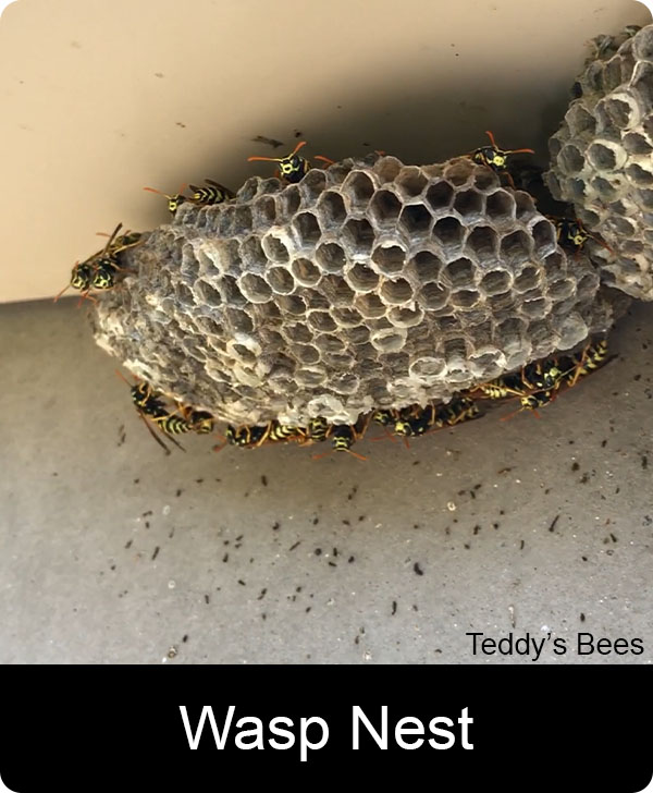 Picture of a teddys bee removal service technician removing a wasp nest from the eave of a house. nav link image