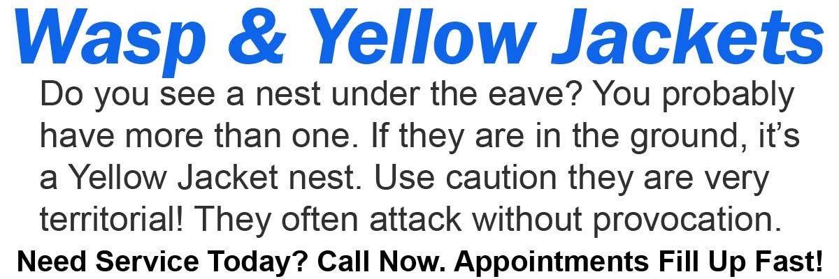 Teddys Bee Removal company logo with text that says, Live Wasp removal. Need service today? Call now. Appointments fill up fast