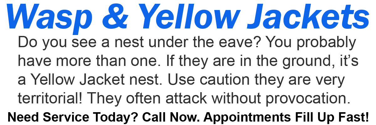 Teddys Bee Removal company logo with text that says, Live Wasp removal. Need service today? Call now. Appointments fill up fast